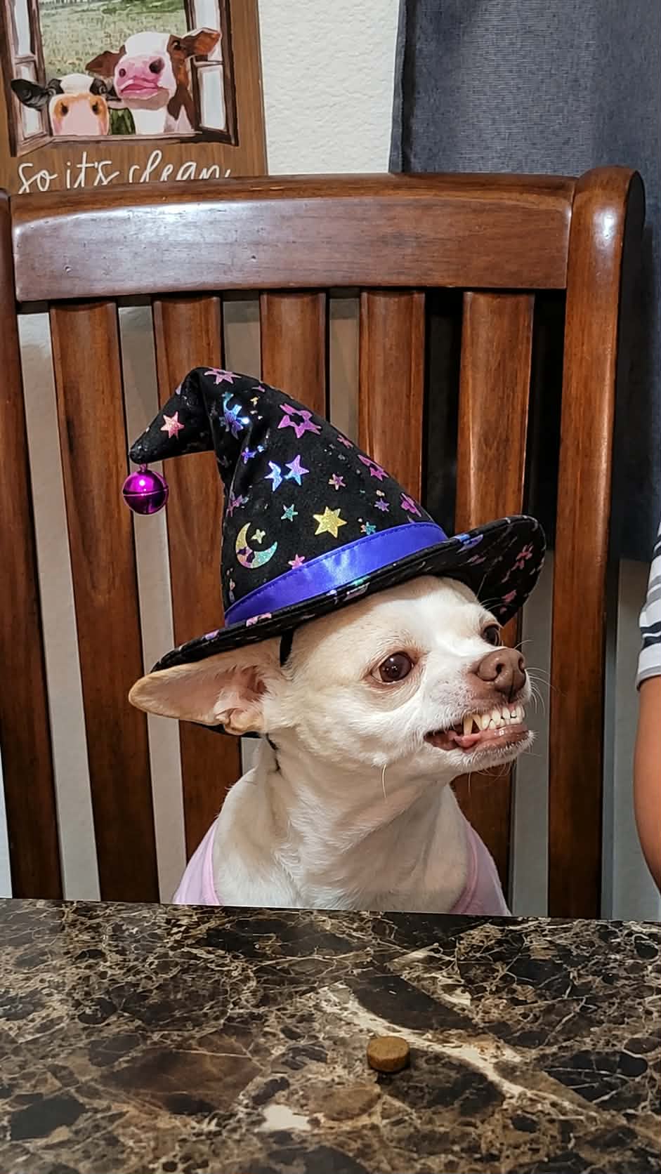 “Coco No Tricks Just Treats Halloween Tee ”Chihuahua