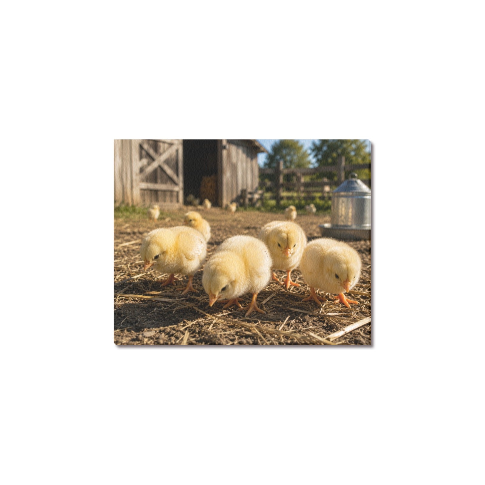 Fluffy & Free  Baby Chicks Ranch Canvas Print  Made in USA