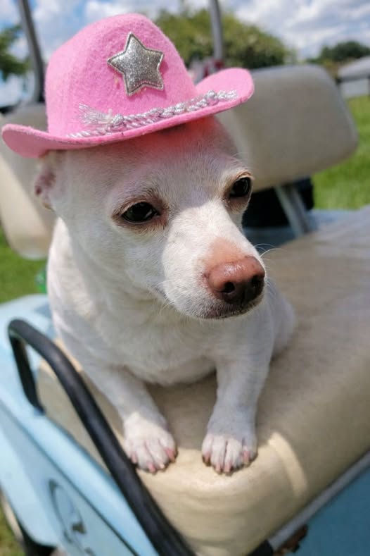 Sheriff Coco  Wolf Hill Ranch's Tiniest Deputy