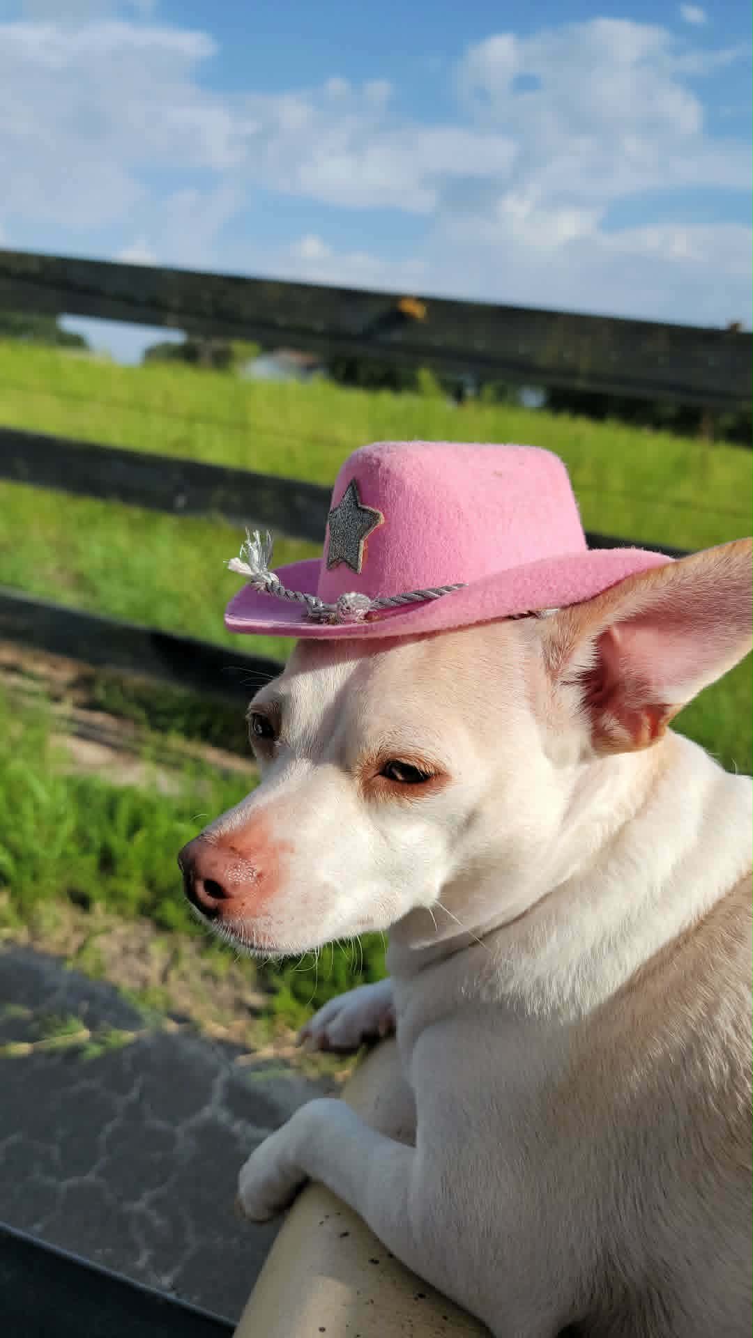 Cowgirls Rule — Coco the Chihuahua Cowgirl T-Shirt | Coco's Country Corner