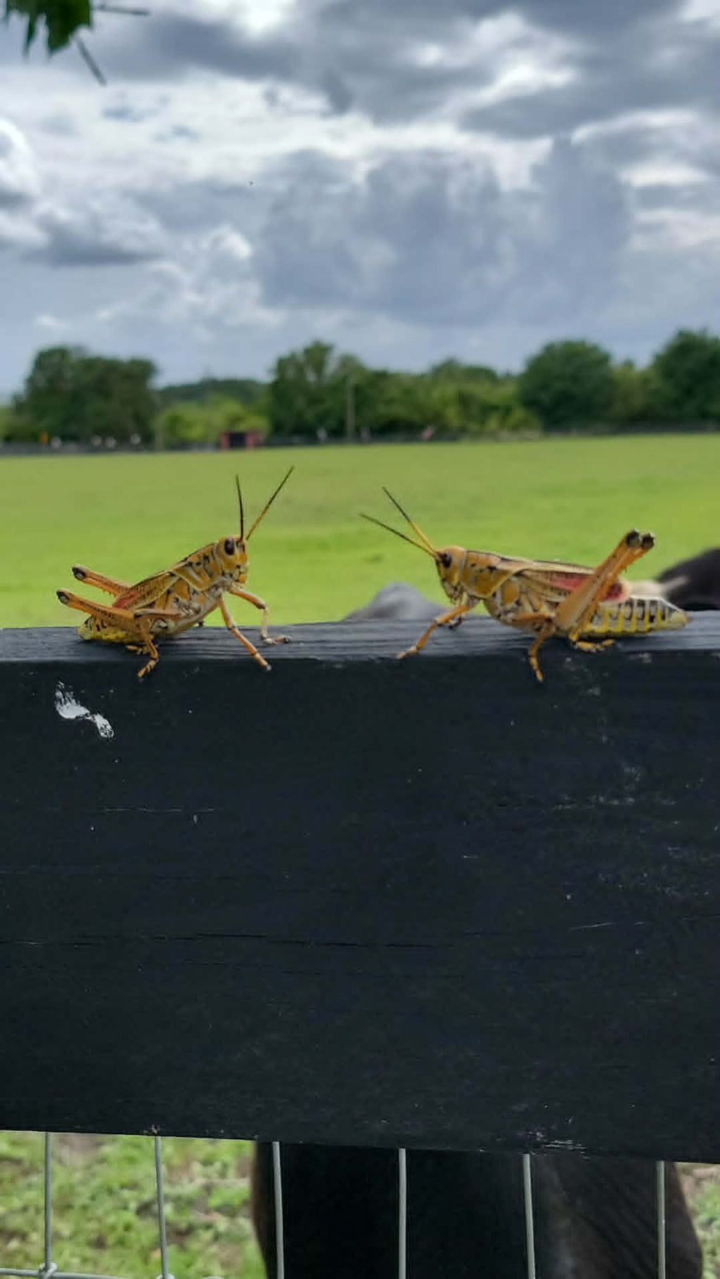 Hold On Partner! Funny Cowboy Grasshopper T-Shirt