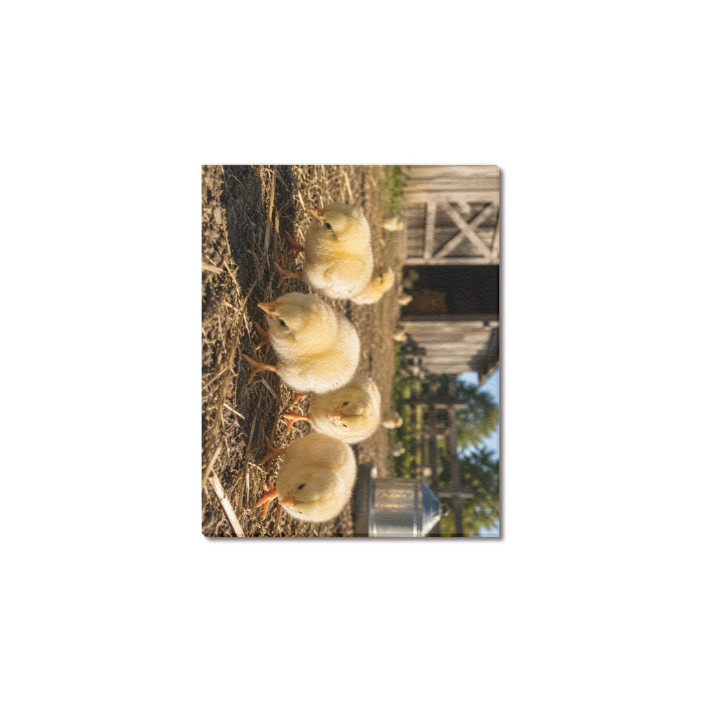 Fluffy & Free  Baby Chicks Ranch Canvas Print  Made in USA