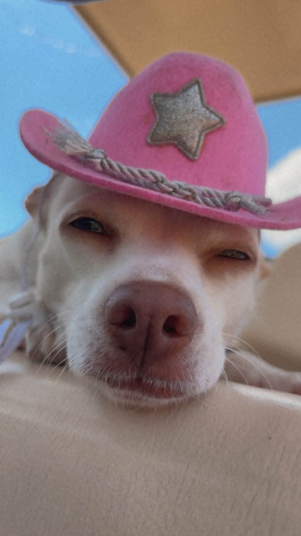 Coco "Yee Haw" Chihuahua Pink Cowgirl Hat T-Shirt | Coco's Country Corner | Wolf Hill Ranch