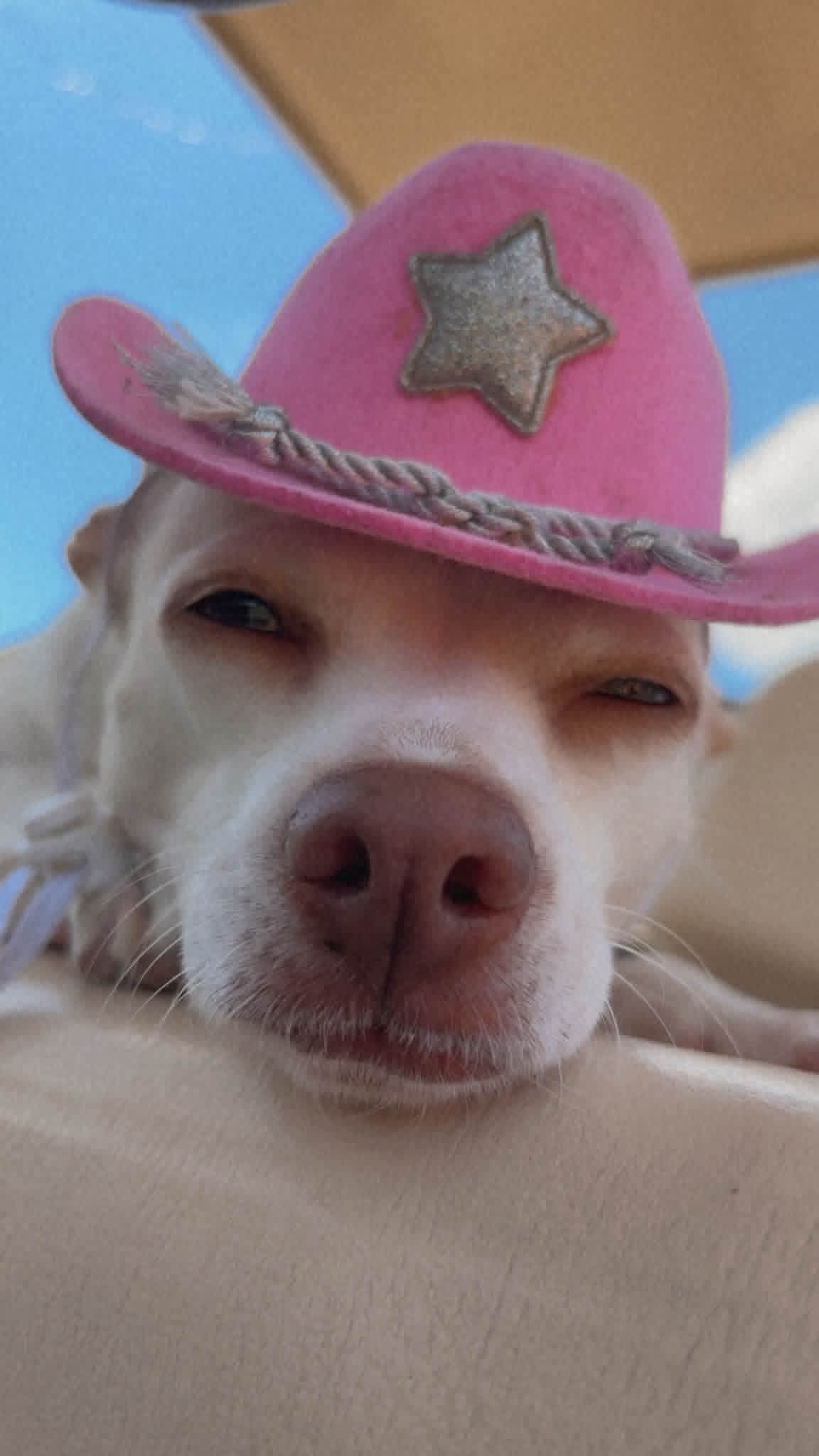 Coco "Yee Haw" Chihuahua Pink Cowgirl Hat T-Shirt | Coco's Country Corner | Wolf Hill Ranch