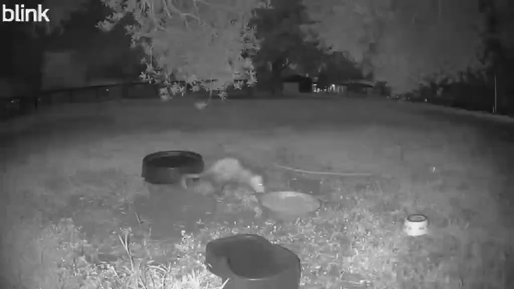 Pete’s Christmas Reindeer Ride Women’s T-Shirt – Cute Western Possum Holiday Tee 🎄🦌🤠
