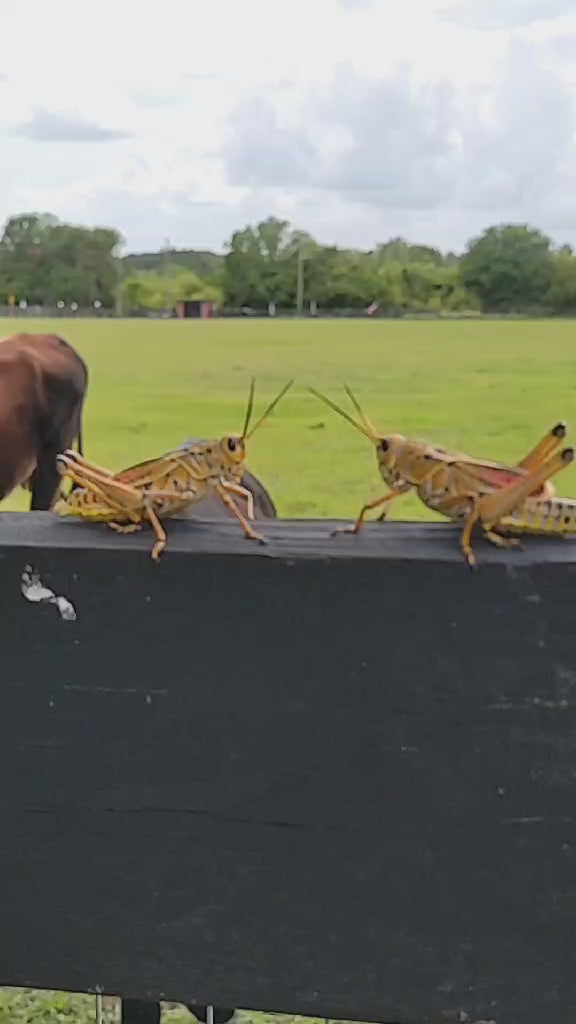 Hold On Partner! Funny Cowboy Grasshopper T-Shirt